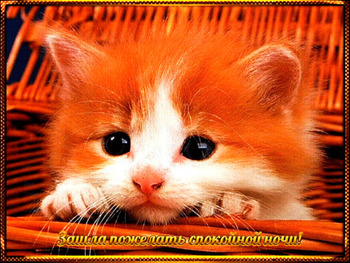 Смешная Картинка спокойной ночи анимация с рыжим котиком
