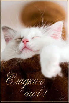 Открытка сладких снов и котенок спящий в облаках