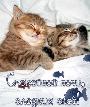 Cпокойной ночи сладких снов картинки с котятами