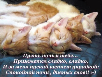 Прикольная открытка доброй ночи с котами